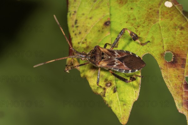 An American cone bug (Leptoglossus occidentalis) crawling on a green, holey leaf, Baden-Württemberg, Germany