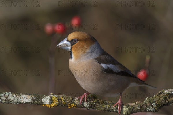 Male hawfinch (Coccothraustes coccothraustes) on a branch with a background of rose hips, Baden-Württemberg, Germany