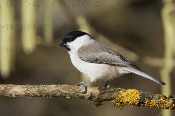 Marsh tit (Parus palustris) standing on a branch with yellow moss in a near-natural environment, Baden-Württemberg, Germany