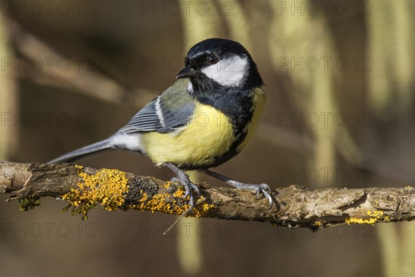 Great tit (Parus major) sitting on a branch with yellow moss in a natural environment, Baden-Württemberg, Germany