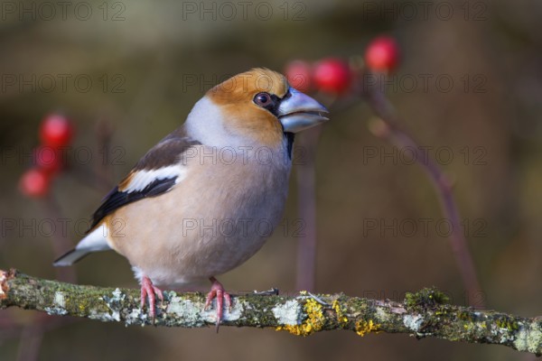 Male hawfinch (Coccothraustes coccothraustes) on a mossy branch, with red berries (rose hips) in the background, Baden-Württemberg, Germany