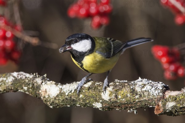Great tit (Parus major) sitting on a mossy branch with red berries in the background, Baden-Württemberg, Germany