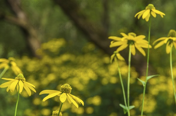 Wild yellow coneflower, echinacea, in a nature reserve, Königsbrücker Heide, Saxony, Germany
