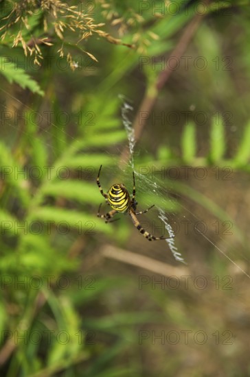 Specimen of the wasp spider, Argiope brünnichi, in a nature reserve, Königsbrücker Heide, Saxony, Germany