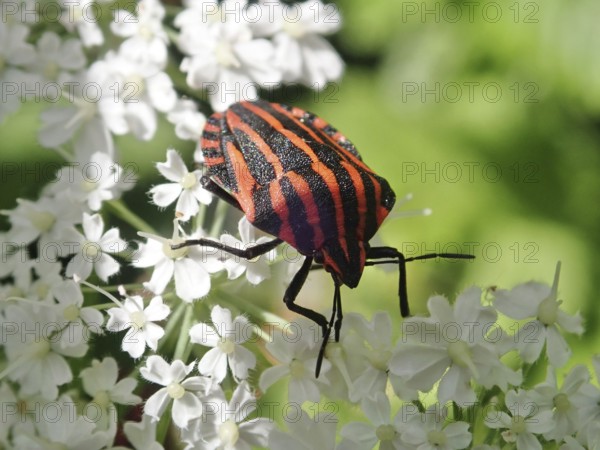 Red and black striped beetle, striped bug (Graphosoma italicum), sitting on a white flower in natural surroundings, Goms, Canton Valais, Switzerland