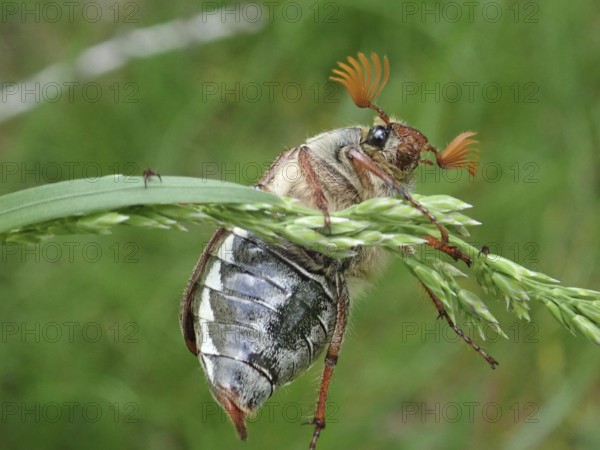 Beetle, common cockchafer (Melolontha melolontha), exploring a blade of grass in a natural environment, close-up in shades of green, Goms, Canton Valais, Switzerland