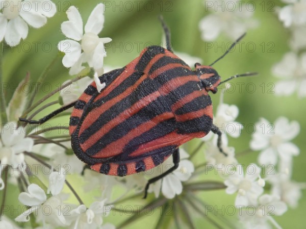 Detailed close-up of a stripe bug (Graphosoma italicum) on white petals in a natural environment, Goms, Canton Valais, Switzerland