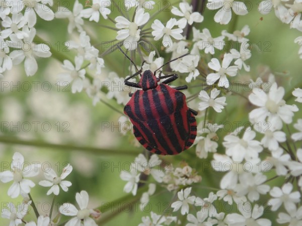 Stripe bug (Graphosoma italicum) with distinctive stripes on white flowers in a detailed close-up, Goms, Canton Valais, Switzerland