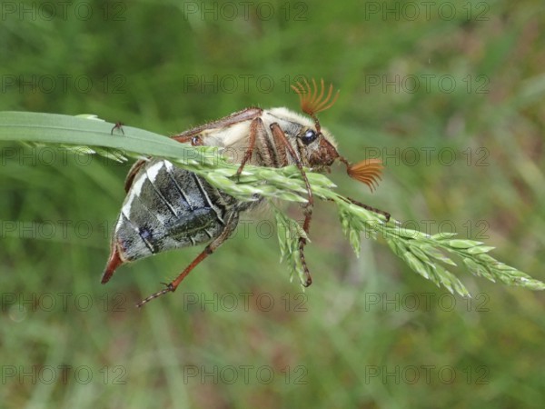 Macro photograph of a beetle, common cockchafer (Melolontha melolontha), on a blade of grass, natural close-up, Goms, Canton Valais, Switzerland