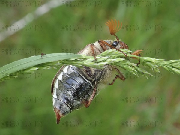A beetle, common cockchafer (Melolontha melolontha), clinging to a blade of grass surrounded by natural greenery, Goms, Canton Valais, Switzerland
