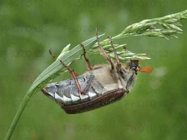 Detailed macro photograph of a beetle, common cockchafer (Melolontha melolontha), balancing on a blade of grass, Goms, Canton Valais, Switzerland