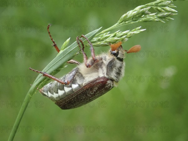 Macro photograph of a beetle, common cockchafer (Melolontha melolontha), on a blade of grass, natural environment in shades of green, Goms, Canton Valais, Switzerland