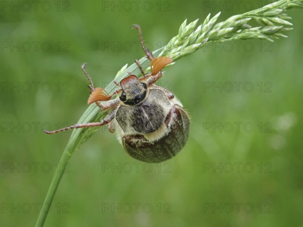 A common cockchafer (Melolontha melolontha) clinging to a blade of grass, surrounded by green nature in spring, Goms, Canton Valais, Switzerland