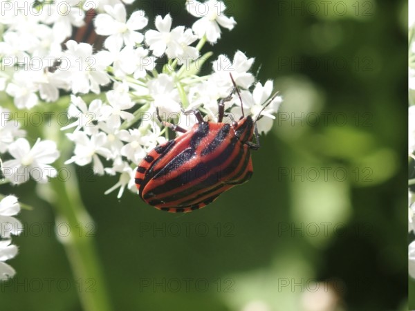 Close-up of a red and black striped beetle, stripe bug (Graphosoma italicum), on white flowers in sunlight, Goms, Canton Valais, Switzerland