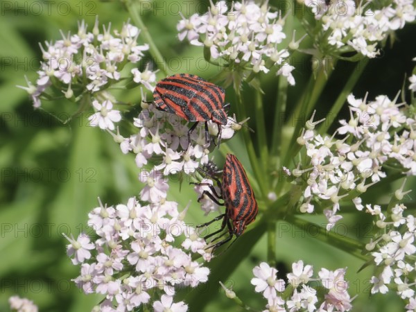 Two beetles, stripe bug (Graphosoma italicum), on pale pink flowers in a detailed view of the flora and fauna, Goms, Canton Valais, Switzerland