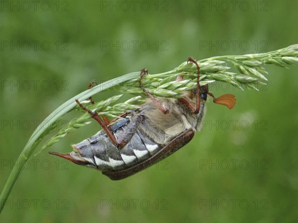 A beetle, common cockchafer (Melolontha melolontha), balancing on a bent blade of grass in a natural environment, Goms, Canton Valais, Switzerland
