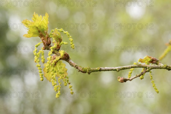 Branch of a pedunculate oak (Quercus pedunculata), also known as summer oak or German oak (Quercus robur) with fresh, young leaves and inflorescences, male flowers, inflorescence, flower catkins, spring, spring, oak leaves, oak leaves, oak blossom, branch, blossom, blossoming, leaf shoot, shoot, bud, buds, many blossoms, close-up, macro, macro shot, detail, detail shot, Lüneburg district, Lüneburg Heath nature park Park, Lower Saxony, Germany