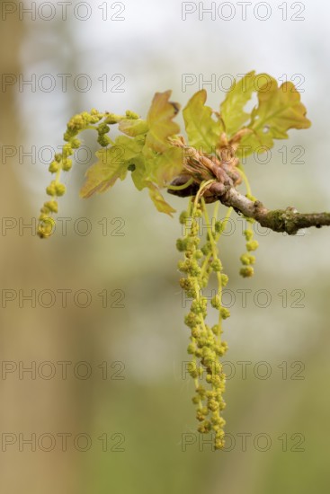 Branch of a pedunculate oak (Quercus pedunculata), also known as summer oak or German oak (Quercus robur) with fresh, young leaves and inflorescences, male flowers, inflorescence, flower catkins, spring, spring, oak leaves, oak leaves, oak blossom, branch, blossom, blossoming, leaf shoot, shoot, bud, buds, many blossoms, close-up, macro, macro shot, detail, detail shot, Lüneburg district, Lüneburg Heath nature park Park, Lower Saxony, Germany