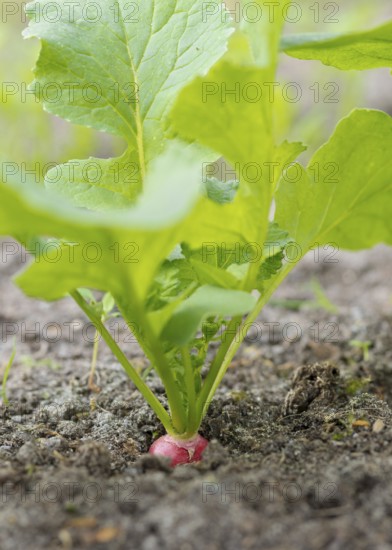 Radish (Raphanus sativus var. sativus), also known as radish, variety of garden radish, useful plant, radish plant grows from the ground, visible red root tuber with green leaves, soil, storage tuber, vegetable, garden, cultivation, farm garden, ripe, gardening, vegetable garden, harvest, red, fresh, eat, self-sufficiency, spring, spring, healthy nutrition, horticulture, grow, macro, close-up, agriculture, Allertal, North German Lowlands, Heidekreis, Lower Saxony, Germany