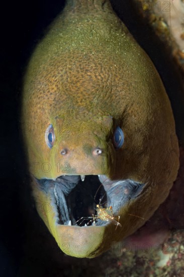 Underwater photo close-up symbiosis symbiotic behaviour in coral reef of predatory fish Giant Moray moray eel (Gymnothorax javanicus) looks at observer has mouth open, cleaner shrimp Urocaridella antonbruunii removes parasites, Red Sea, Hurghada, Egypt
