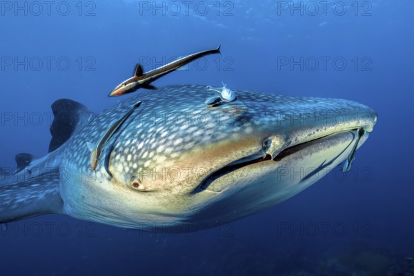 Underwater photo close-up head portrait head portrait of large whale shark (Rhincodon typus) and several specimens of Common remora shark sucker, Phuket, Indian Ocean