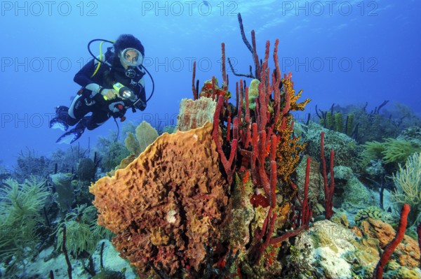 Underwater photo of diver looking at illuminated colony of marine sponges sponge species sponges in the sea Giant Barrel Sponge (Xestospongia muta) Barrel sponge red upright rope sponge (Amphimedon compressa) in Caribbean diving area with underwater landscape coral reef, Caribbean, Dominican Republic Caribbean
