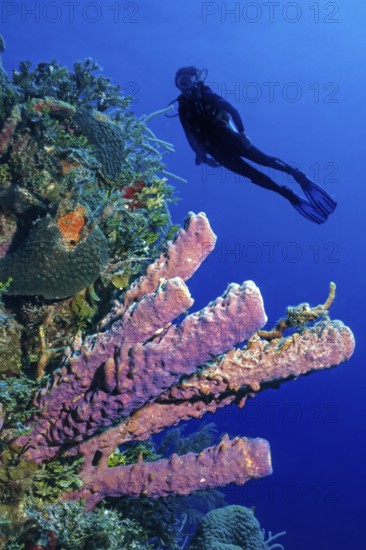 Underwater photo of colony of stovepipe sponge (Aplysina archeri) tube sponge in Caribbean diving area Diving area with underwater landscape coral reef, in the background silhouette of scuba diver during scuba diving, Caribbean