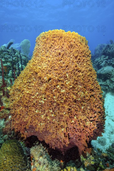 Giant Barrel Sponge (Xestospongia muta) Barrel sponge growing in Caribbean coral reef, Caribbean, Bahamas