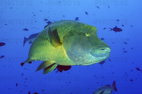 Underwater photo of Napoleon Wrasse (Cheilinus undulatus), Pacific Ocean, Caroline Islands, Micronesia, Oceania