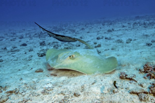 Underwater photo dynamic photo of feather-tailed stingray (Pastinachus sephen) stingray species stingray feels threatened turns around in front of viewer raises shows threatening gesture tail with poison sting, Indian Ocean