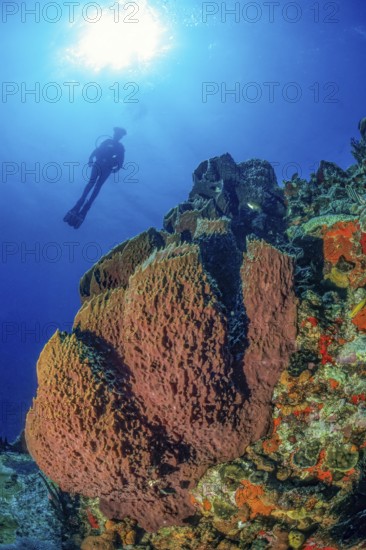 Underwater photo of colony of Brown tube sponge (Agelas conifera) in Caribbean diving area Diving area with underwater landscape coral reef, in the background silhouette of scuba diver during scuba diving, Caribbean