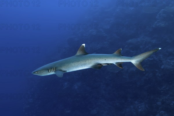Underwater photo of adult whitetip reef shark (Triaenodon obesus) predator swimming in front of coral reef, Pacific Ocean