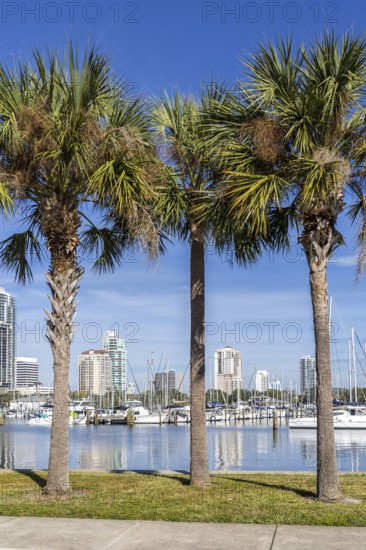 Saint Petersburg Florida promenade on Tampa Bay with palm trees in Downtown St Petersburg, USA
