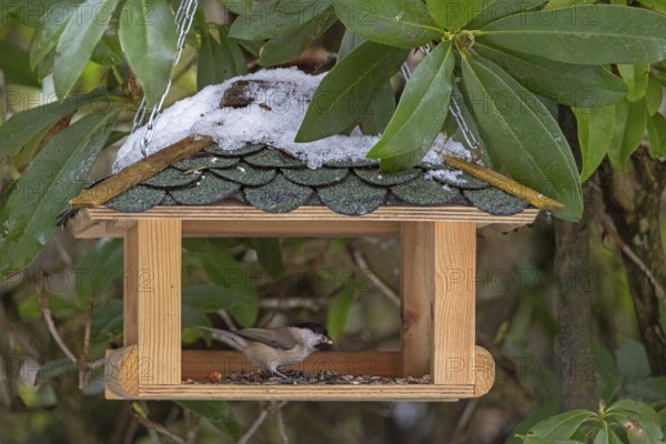 Willow Tit (Poecile montanus), in feeder, Sieversen, Rosengarten, Lower Saxony, Germany