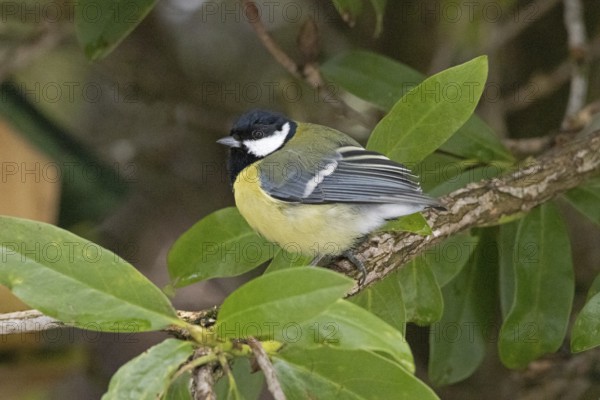 Great Tit (Parus major), Sieversen, Rosengarten, Lower Saxony, Germany