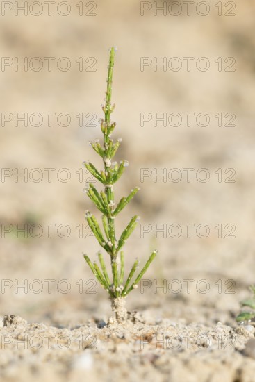 Young shoot of field horsetail (Equisetum arvense), also known as field horsetail, tinweed, field horsetail, tin grass, grows from sandy soil, sand and dew drops on the leaves or branches, water drops reflect sunlight, sunny, bare sandy area, sandy soil, medicinal plant, natural medicine, alternative medicine, home remedy, abandoned sand pit, Lüneburg district, Lüneburg Heath, Lower Saxony, Germany