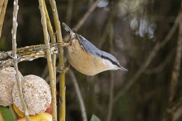 Nuthatch (Sitta europaea), tit dumpling, Sieversen, Rosengarten, Lower Saxony, Germany