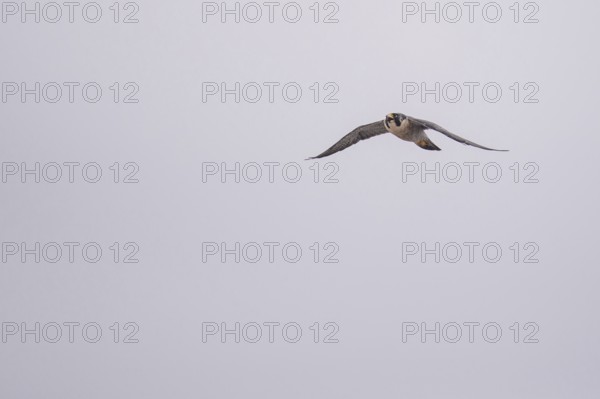 Free-living peregrine falcon (Falco peregrinus) in flight, Buenos Aires, Argentina
