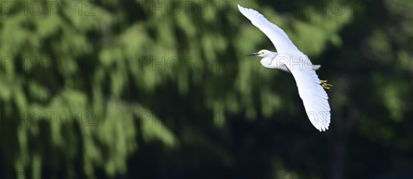 Free-living Great White Egret (Egretta thula) in flight, Buenos Aires, Argentina