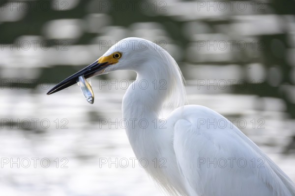 Free-living grey heron (Egretta thula) with freshly caught fish in its beak, Buenos Aires, Argentina