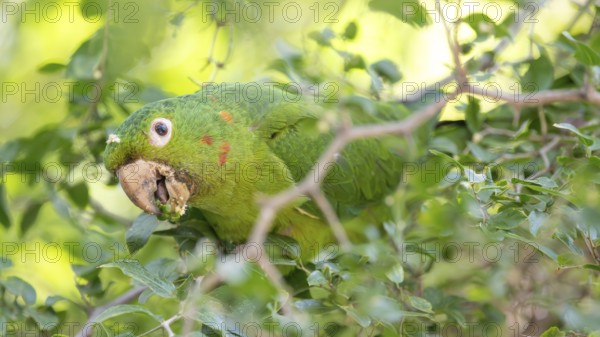 Portrait of a free-living baboon parakeet (Psittacara leucophthalmus) feeding in a tree, Buenos Aires, Argentina