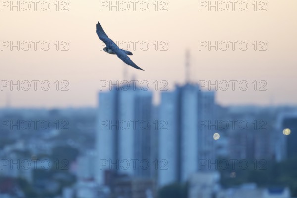 Free-living peregrine falcon (Falco peregrinus) in flight over the city, Buenos Aires, Argentina