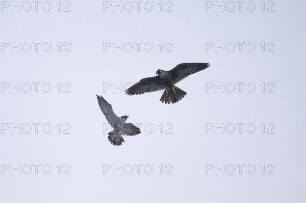 Fight between two free-living peregrine falcons (Falco peregrinus) in flight, Buenos Aires, Argentina