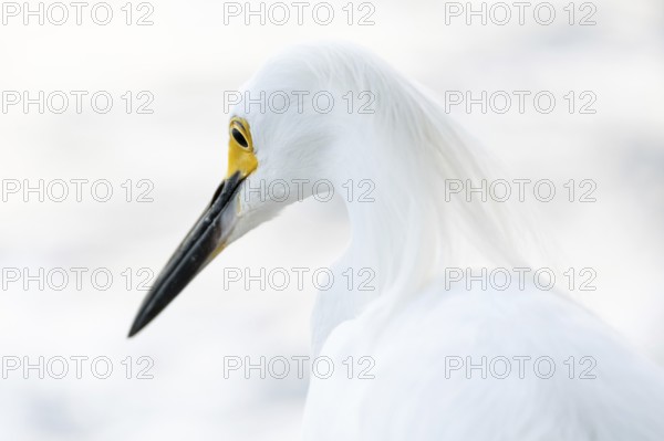 Portrait of a free-living Great Egret (Egretta thula), Buenos Aires, Argentina