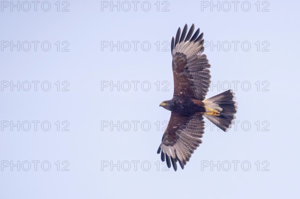 Free-living desert buzzard (Parabuteo unicinctus) in flight, Buenos Aires, Argentina