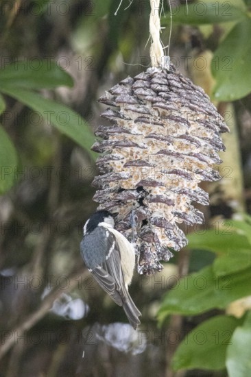 Fir tit (Periparus ater) eating fat food, Sieversen, Rosengarten, Lower Saxony, Germany