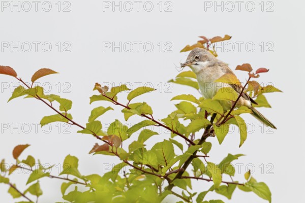 Common whitethroat (Sylvia communis) Male with food for the young birds waiting in the nest, breeding season, rearing young, Germany