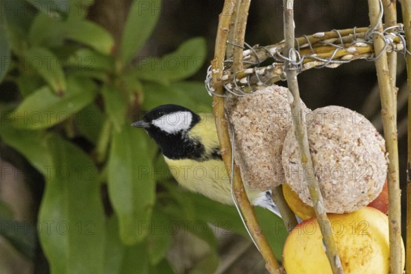 Great tit (Parus major), tit dumpling, Sieversen, Rosengarten, Lower Saxony, Germany