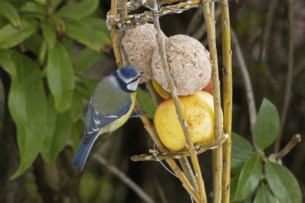 Blue tit (Cyanistes caeruleus) eating tit dumplings, Sieversen, Rosengarten, Lower Saxony, Germany