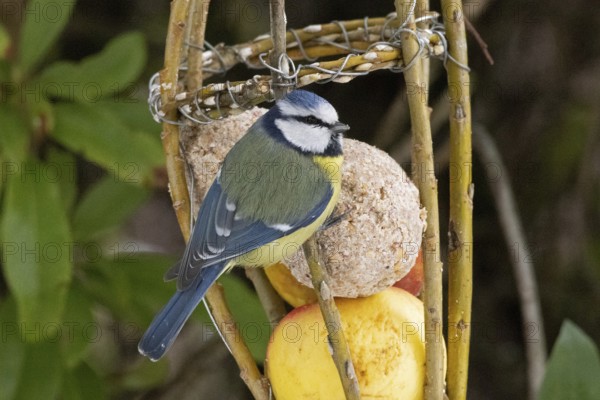 Blue tit (Cyanistes caeruleus), tit dumpling, Sieversen, Rosengarten, Lower Saxony, Germany